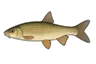 Toxostome (Parachondrostoma toxostoma)