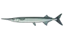 Orphie (Belone belone)