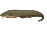 Anguille électrique (Electrophorus electricus)
