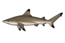 Requin bordé (Carcharhinus limbatus)