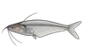 Silure de verre (Kryptopterus vitreolus)