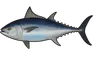 Thon rouge (Thunnus thynnus)