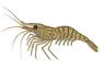 Crevette Bouquet (Palaemon serratus)