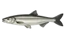 Aspe (Leuciscus aspius)