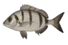 Sar commun (Diplodus sargus)