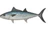 Thazard (Scomberomorus cavalla)
