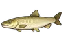 Amour blanc (Ctenopharyngodon idella)