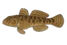 Gobie paganel (Gobius paganellus)