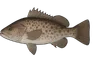 Cernier commun (Polyprion americanus)
