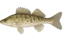 Sandre volga (Sander volgensis)
