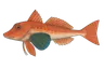 Grondin rouge (Chelidonichthys lucerna)