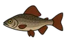 Ombre commun (Thymallus thymallus)