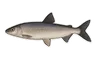 Féra (Coregonus fera)