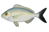 Oblade (Oblada melanura)