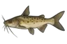 Passany (Ariopsis passany)
