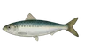 Sardine commune (Sardina pilchardus)