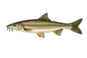 Barbeau fluviatile (Barbus barbus)