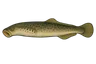 Lamproie marine (Petromyzon marinus)
