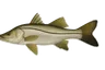Loubine (Centropomus undecimalis)