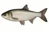 Carpe argentée (Hypophthalmichthys molitrix)