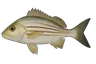Goret (Haemulon plumierii)
