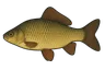 Carassin commun (Carassius carassius)