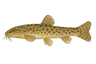 Loche franche (Barbatula barbatula)