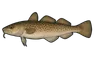 Lingue franche (Molva molva)