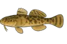 Gobie demi-lune (Proterorhinus semilunaris)