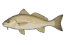 Ombrine côtière (Umbrina cirrosa)