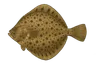 Turbot (Scophthalmus maximus)