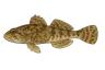 Chabot du Lez (Cottus petiti)