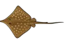 Raie long nez (Hypanus guttatus)