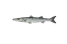 Bécune européenne (Sphyraena viridensis)