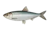 Sprat commun (Sprattus sprattus)
