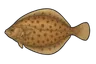 Limande-sole (Microstomus kitt)