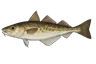 Merlan (Merlangius merlangus)