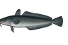 Lingue bleue (Molva dypterygia)