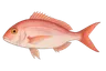 Pageau rouge (Pagellus erythrinus)