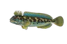 Blennie paon (Salaria pavo)