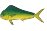 Coryphène (Coryphaena hippurus)