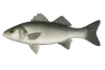 Bar Commun (Dicentrarchus labrax)