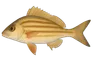Grondeur rayé (Pomadasys incisus)