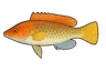 Coquette (Labrus mixtus)