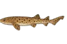 Grande roussette (Scyliorhinus stellaris)
