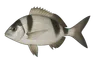 Sar à tête noire (Diplodus vulgaris)