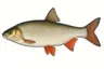 Ide mélanote (Leuciscus idus)