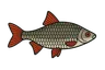 Gardon (Rutilus rutilus)