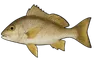 Coco (Pomadasys crocro)