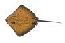 Raie pastenague (Hypanus americanus)